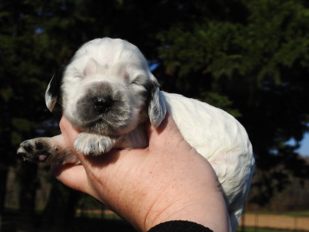 De L'étang Au Miroir - Chiot disponible  - Cocker Spaniel Anglais