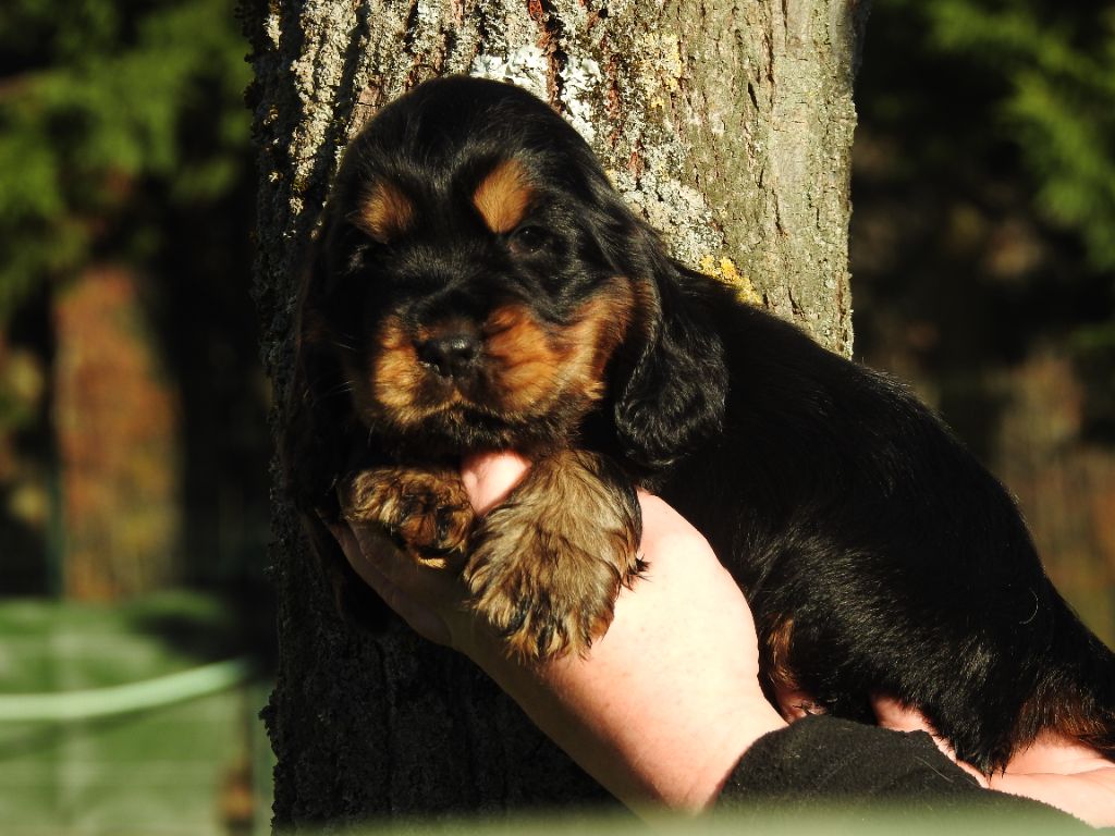 De L'étang Au Miroir - Chiot disponible  - Cocker Spaniel Anglais