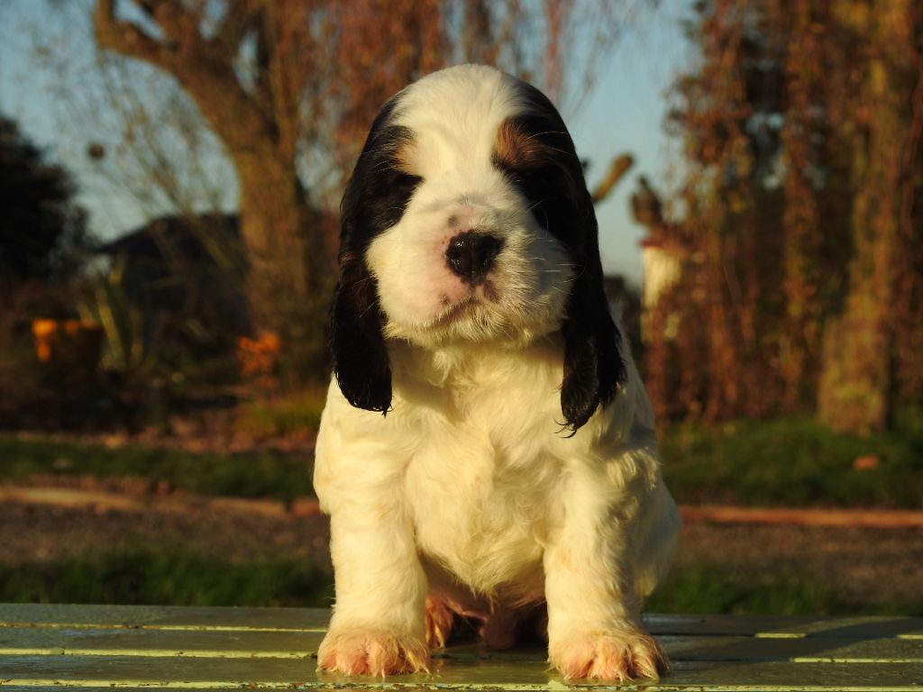 De L'étang Au Miroir - Chiot disponible  - Cocker Spaniel Anglais