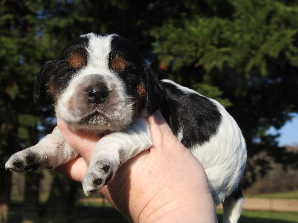 De L'étang Au Miroir - Chiot disponible  - Cocker Spaniel Anglais