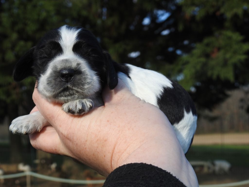 De L'étang Au Miroir - Chiot disponible  - Cocker Spaniel Anglais