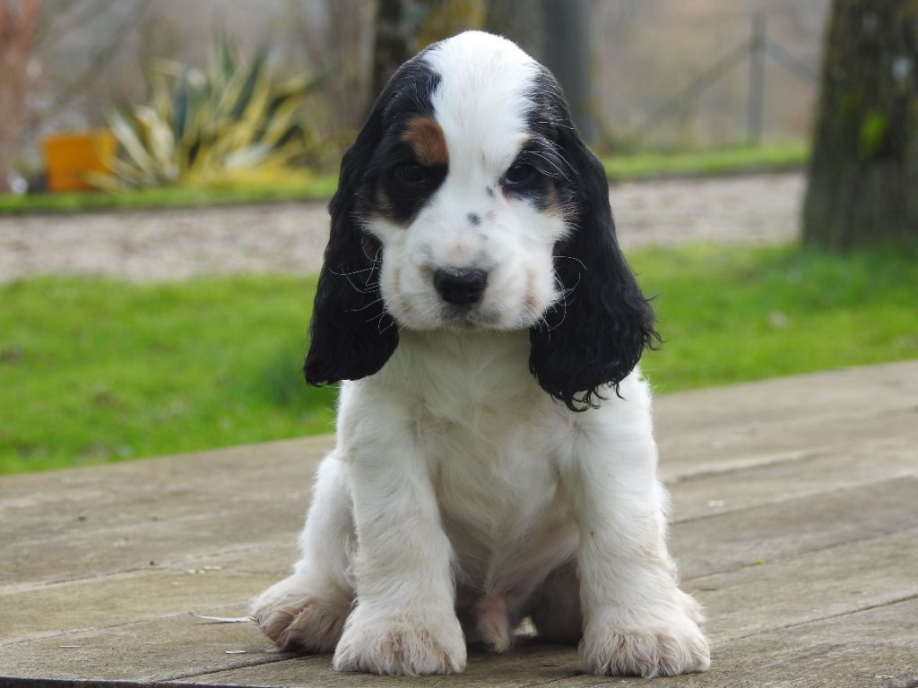 De L'étang Au Miroir - Chiot disponible  - Cocker Spaniel Anglais