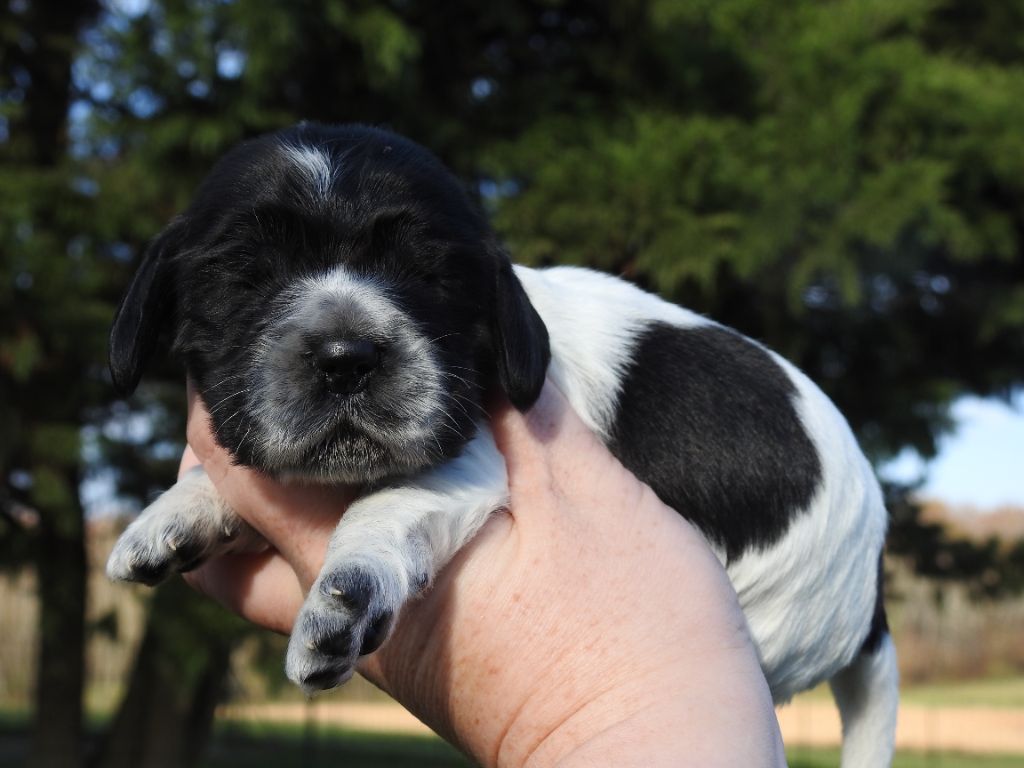 De L'étang Au Miroir - Chiot disponible  - Cocker Spaniel Anglais