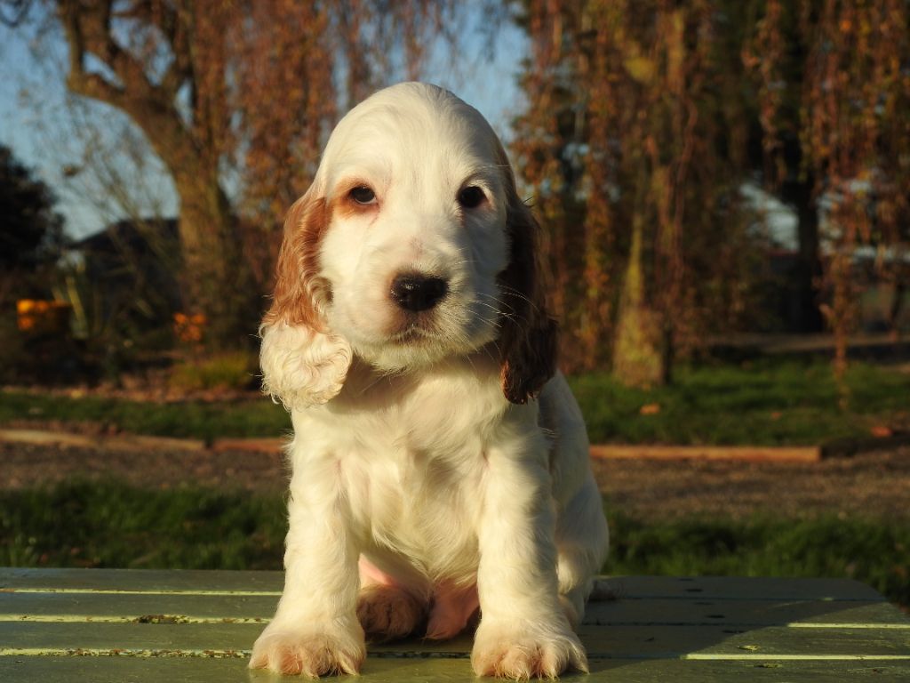 De L'étang Au Miroir - Chiot disponible  - Cocker Spaniel Anglais