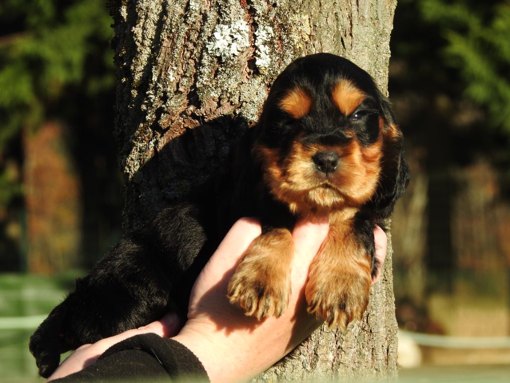 De L'étang Au Miroir - Chiot disponible  - Cocker Spaniel Anglais