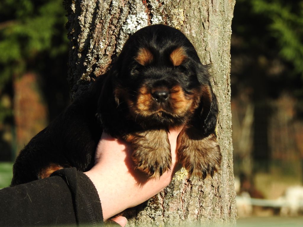 De L'étang Au Miroir - Chiot disponible  - Cocker Spaniel Anglais