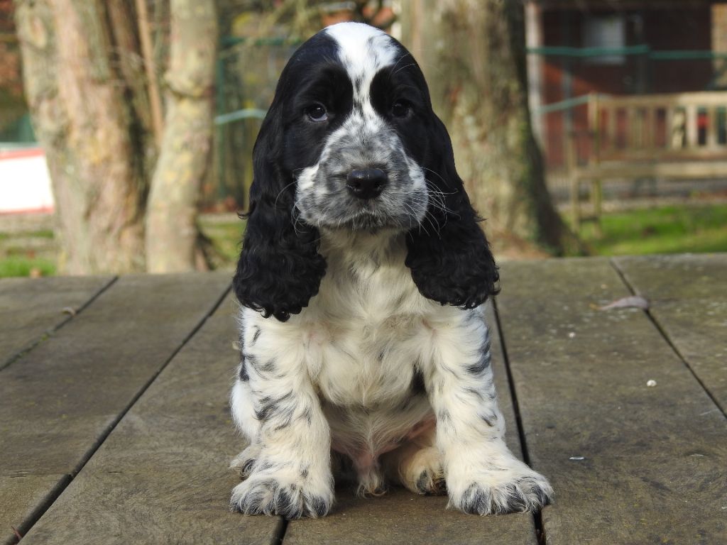 De L'étang Au Miroir - Chiot disponible  - Cocker Spaniel Anglais