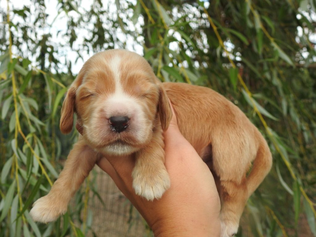 De L'étang Au Miroir - Chiot disponible  - Cocker Spaniel Anglais