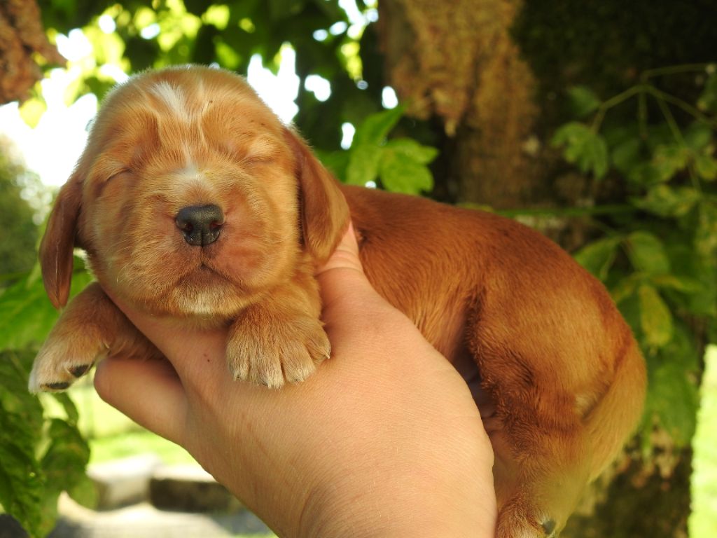 De L'étang Au Miroir - Chiot disponible  - Cocker Spaniel Anglais