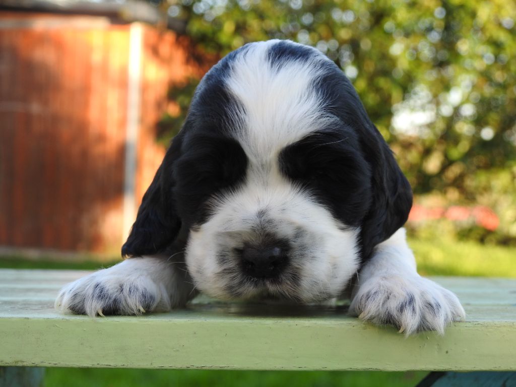 De L'étang Au Miroir - Chiot disponible  - Cocker Spaniel Anglais