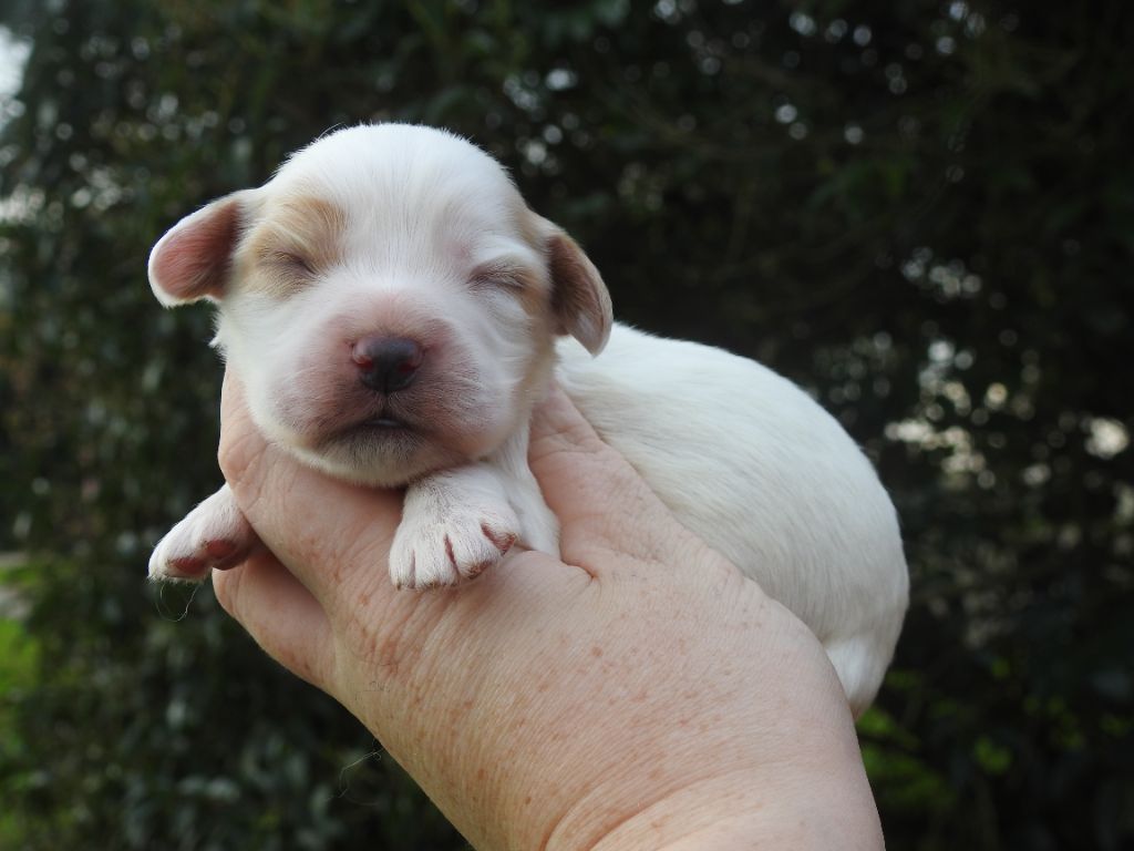 De L'étang Au Miroir - Chiot disponible  - Cocker Spaniel Anglais