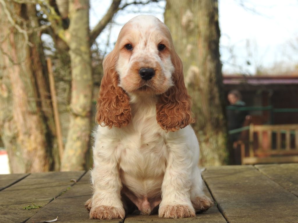 chiot Cocker Spaniel Anglais De L'étang Au Miroir