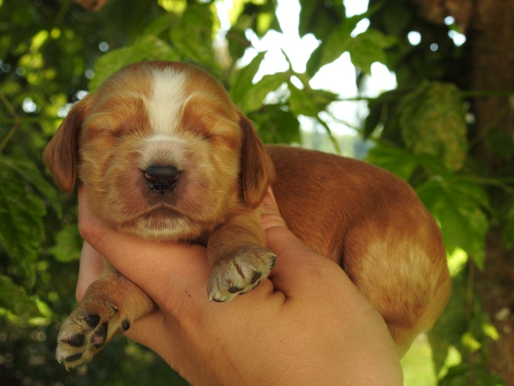 chiot Cocker Spaniel Anglais De L'étang Au Miroir