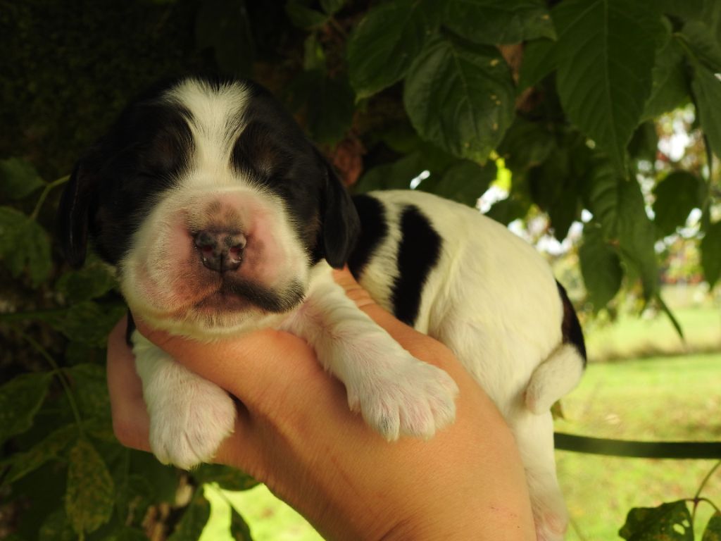 De L'étang Au Miroir - Chiot disponible  - Cocker Spaniel Anglais