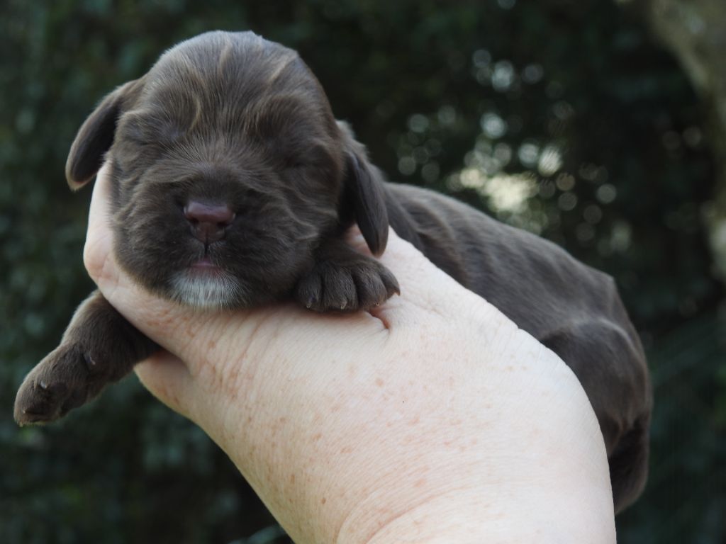 De L'étang Au Miroir - Chiot disponible  - Cocker Spaniel Anglais