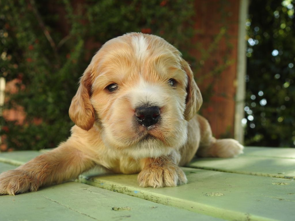 De L'étang Au Miroir - Chiot disponible  - Cocker Spaniel Anglais