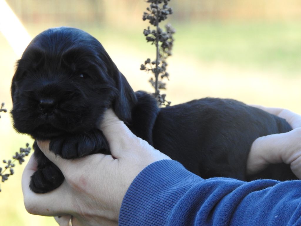 De L'étang Au Miroir - Chiot disponible  - Cocker Spaniel Anglais