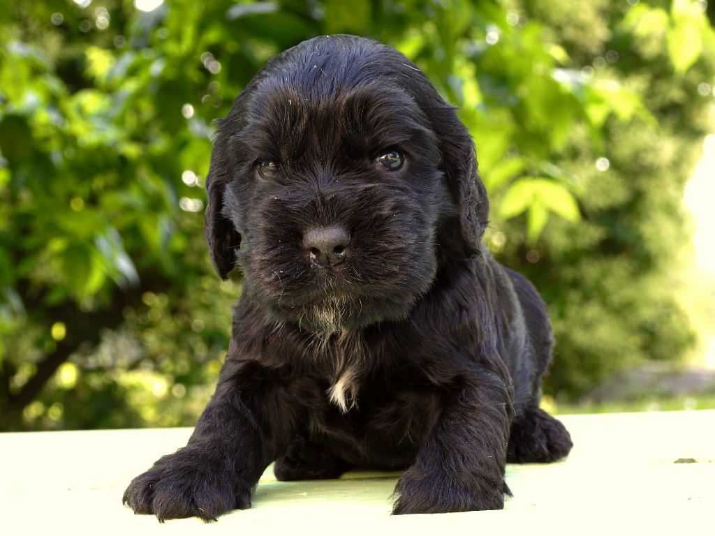 De L'étang Au Miroir - Chiot disponible  - Cocker Spaniel Anglais