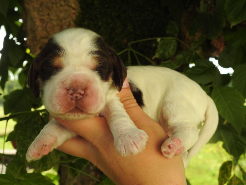 De L'étang Au Miroir - Chiot disponible  - Cocker Spaniel Anglais