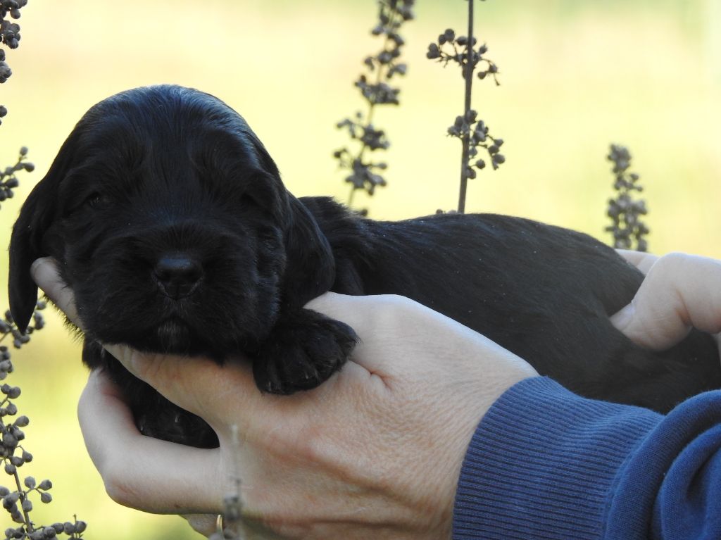 De L'étang Au Miroir - Chiot disponible  - Cocker Spaniel Anglais