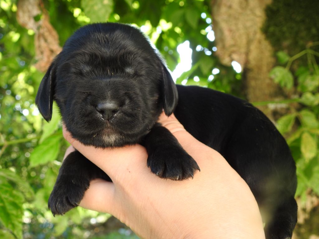 De L'étang Au Miroir - Chiot disponible  - Cocker Spaniel Anglais