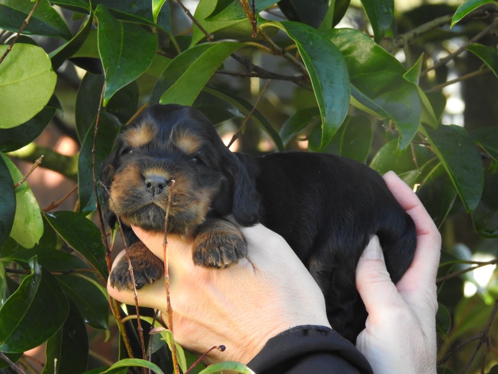 De L'étang Au Miroir - Chiot disponible  - Cocker Spaniel Anglais