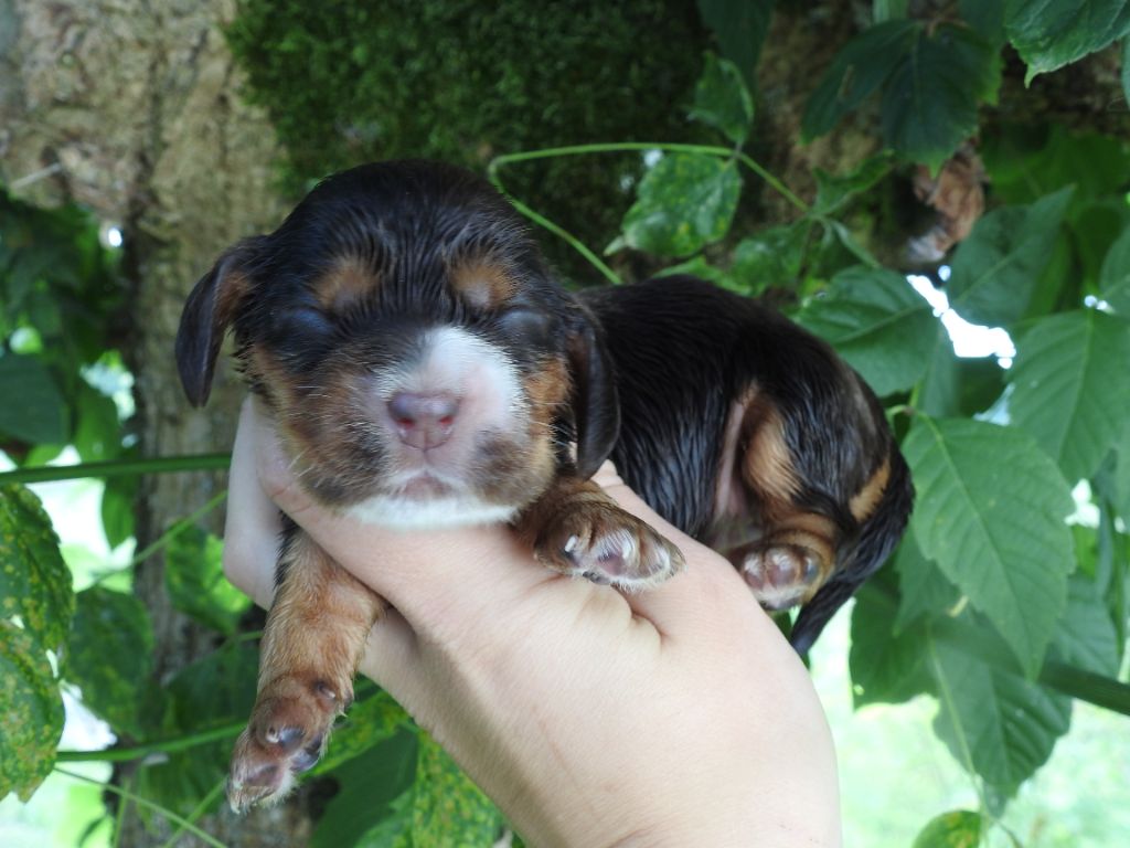 De L'étang Au Miroir - Chiot disponible  - Cocker Spaniel Anglais