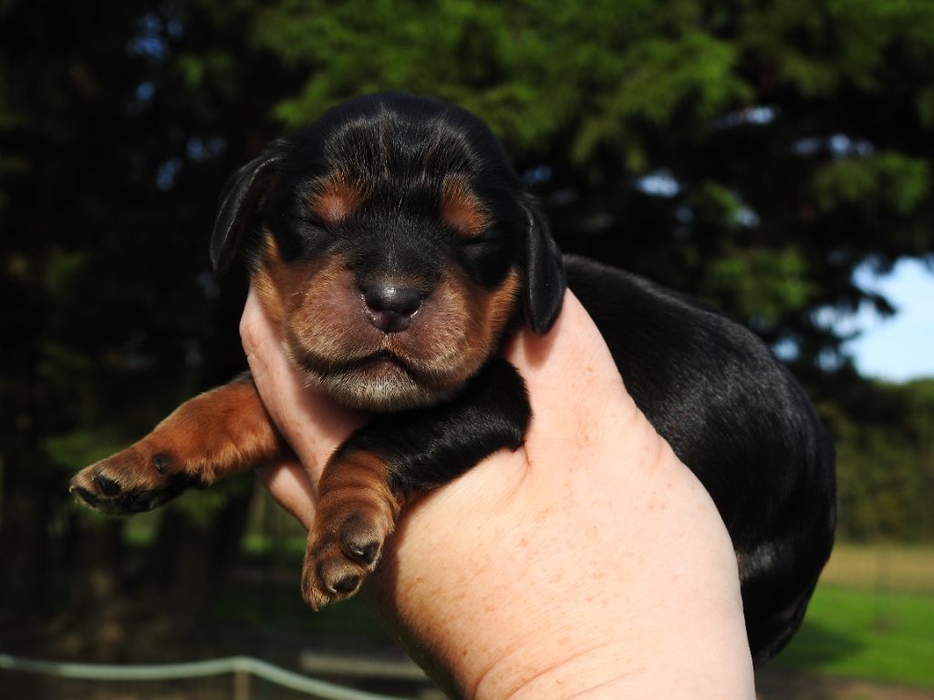 De L'étang Au Miroir - Chiot disponible  - Cocker Spaniel Anglais