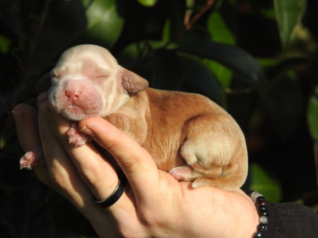 De L'étang Au Miroir - Chiot disponible  - Cocker Spaniel Anglais