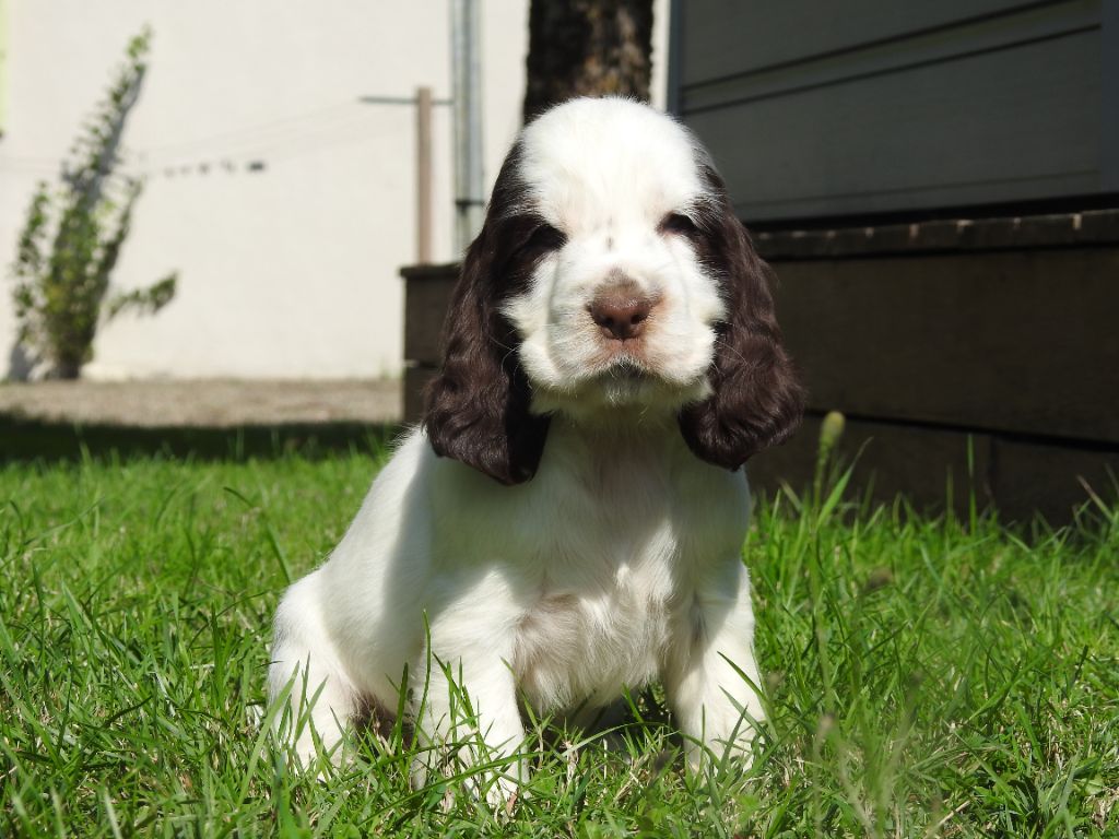 De L'étang Au Miroir - Chiot disponible  - Cocker Spaniel Anglais