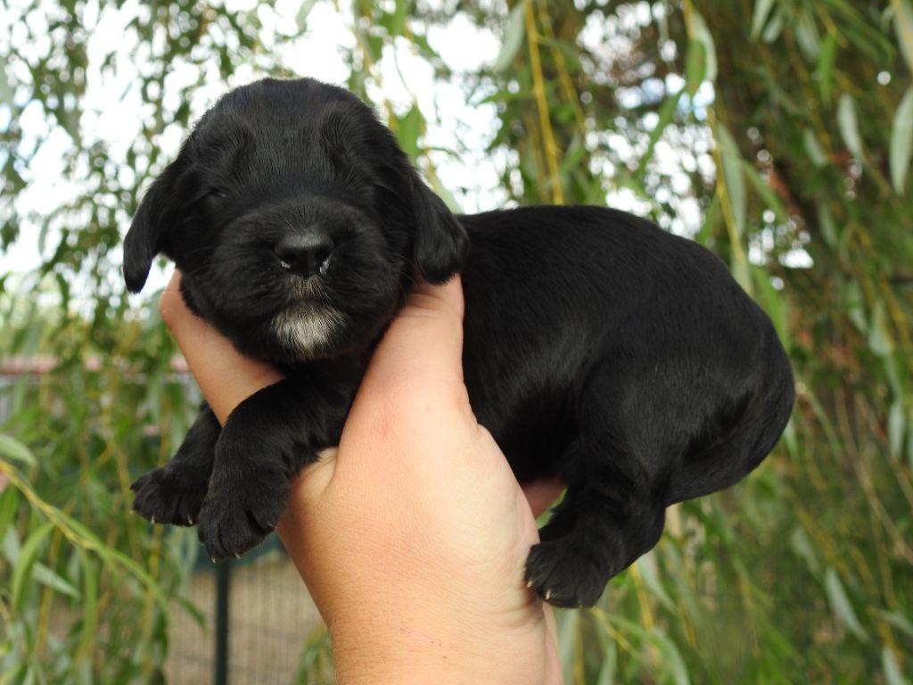 chiot Cocker Spaniel Anglais De L'étang Au Miroir