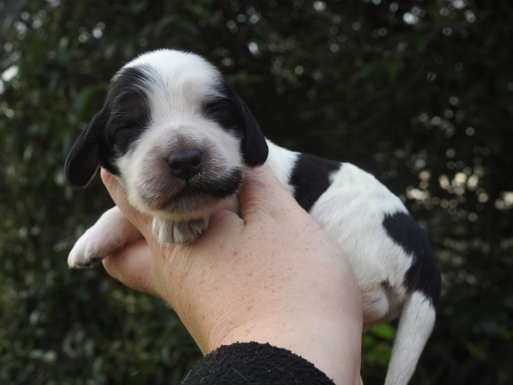 De L'étang Au Miroir - Chiot disponible  - Cocker Spaniel Anglais