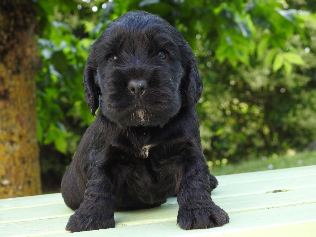 De L'étang Au Miroir - Chiot disponible  - Cocker Spaniel Anglais