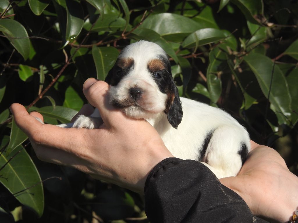 De L'étang Au Miroir - Chiot disponible  - Cocker Spaniel Anglais