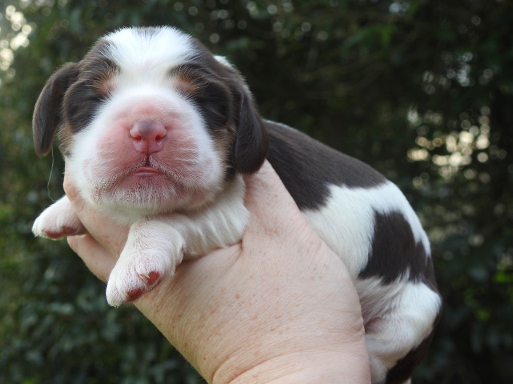 De L'étang Au Miroir - Chiot disponible  - Cocker Spaniel Anglais