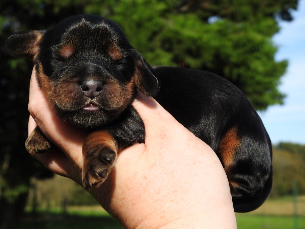 De L'étang Au Miroir - Chiot disponible  - Cocker Spaniel Anglais