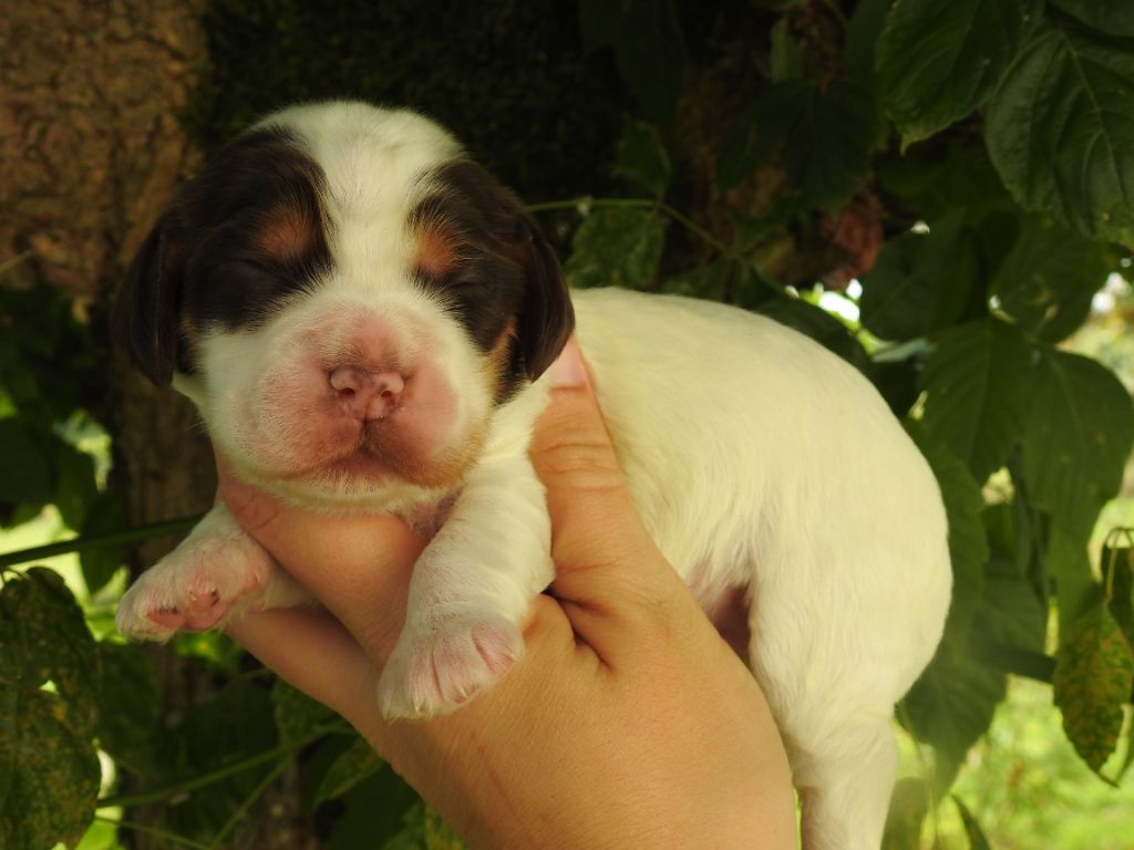 De L'étang Au Miroir - Chiot disponible  - Cocker Spaniel Anglais