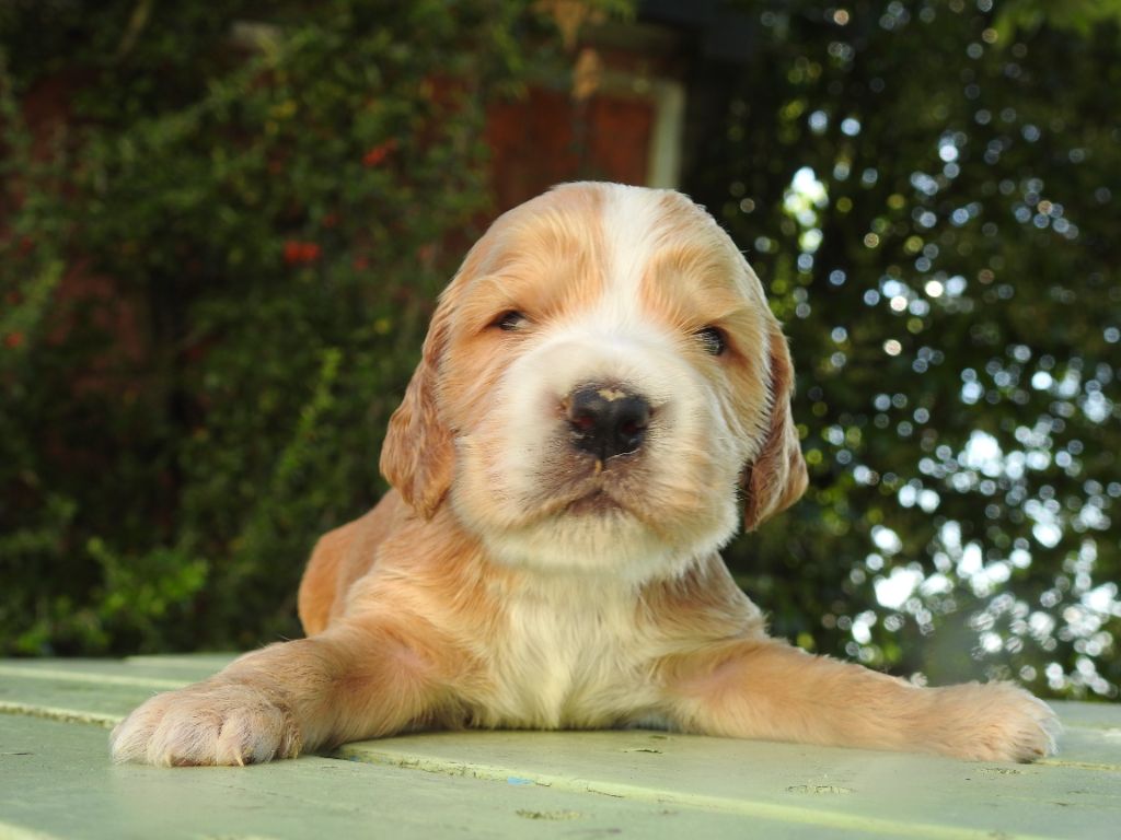 De L'étang Au Miroir - Chiot disponible  - Cocker Spaniel Anglais