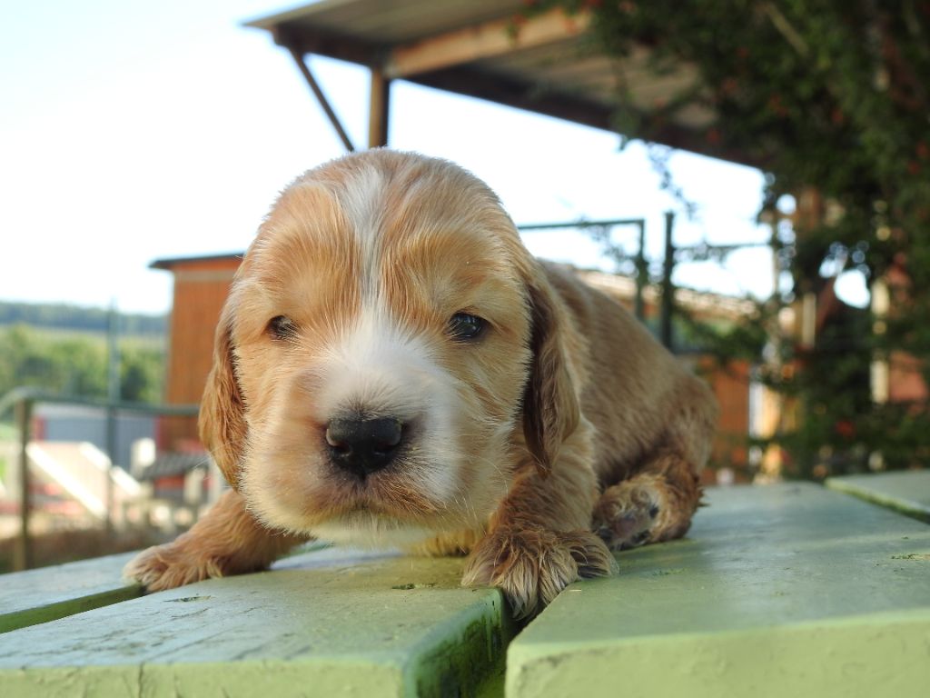 De L'étang Au Miroir - Chiot disponible  - Cocker Spaniel Anglais