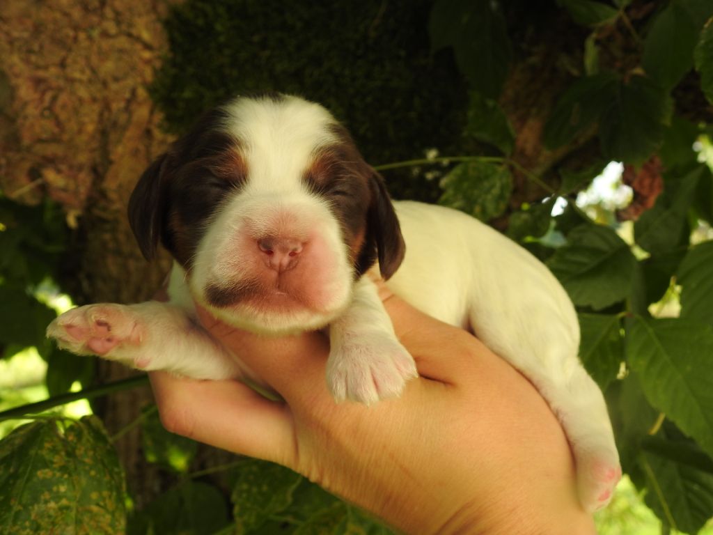 chiot Cocker Spaniel Anglais De L'étang Au Miroir