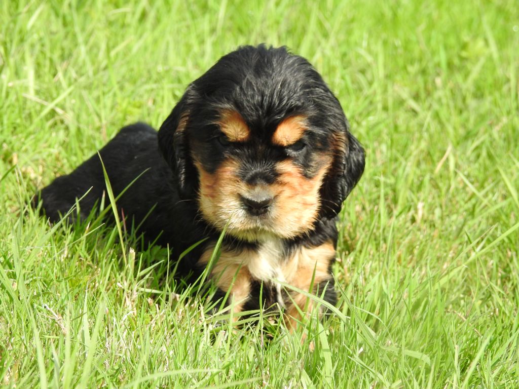 De L'étang Au Miroir - Chiot disponible  - Cocker Spaniel Anglais