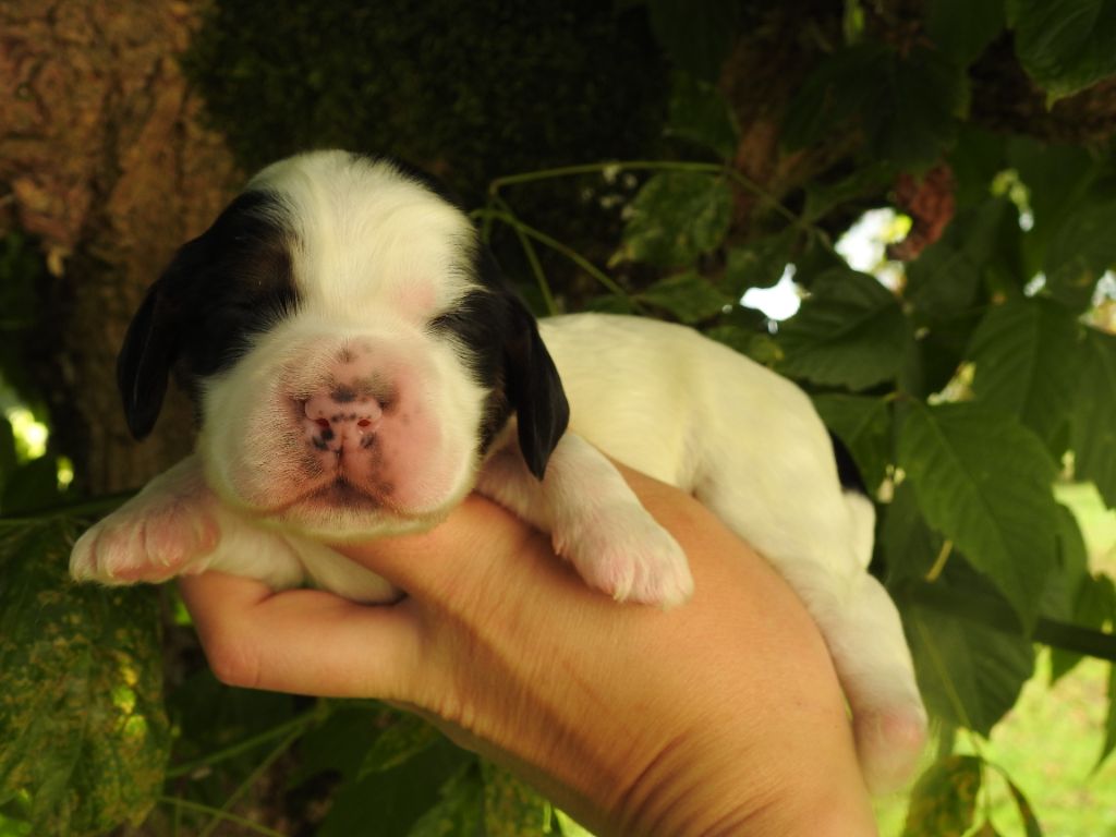 De L'étang Au Miroir - Chiot disponible  - Cocker Spaniel Anglais