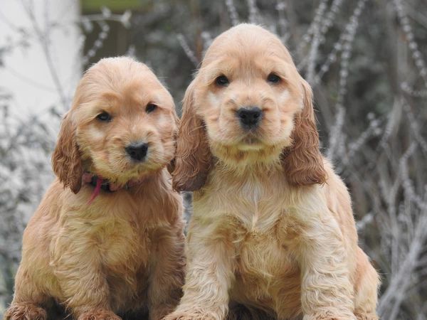 chiot Cocker Spaniel Anglais De L'étang Au Miroir