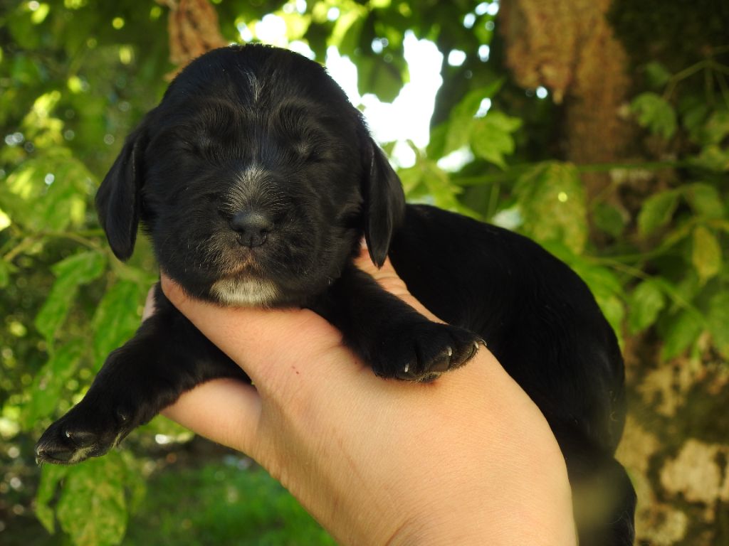 De L'étang Au Miroir - Chiot disponible  - Cocker Spaniel Anglais