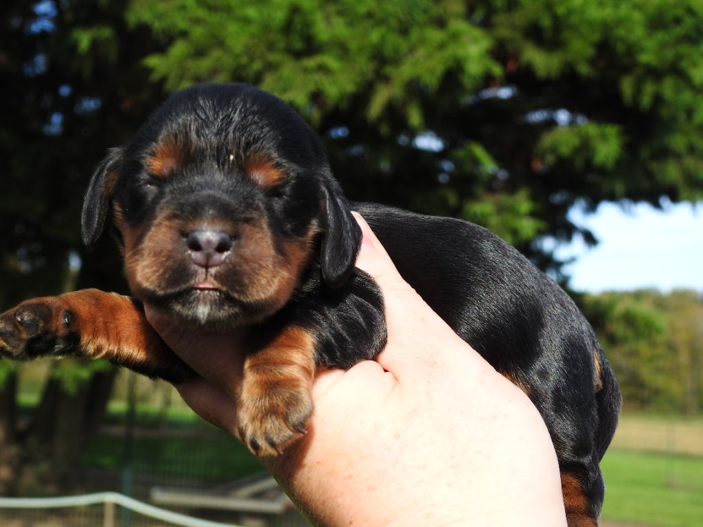 De L'étang Au Miroir - Chiot disponible  - Cocker Spaniel Anglais