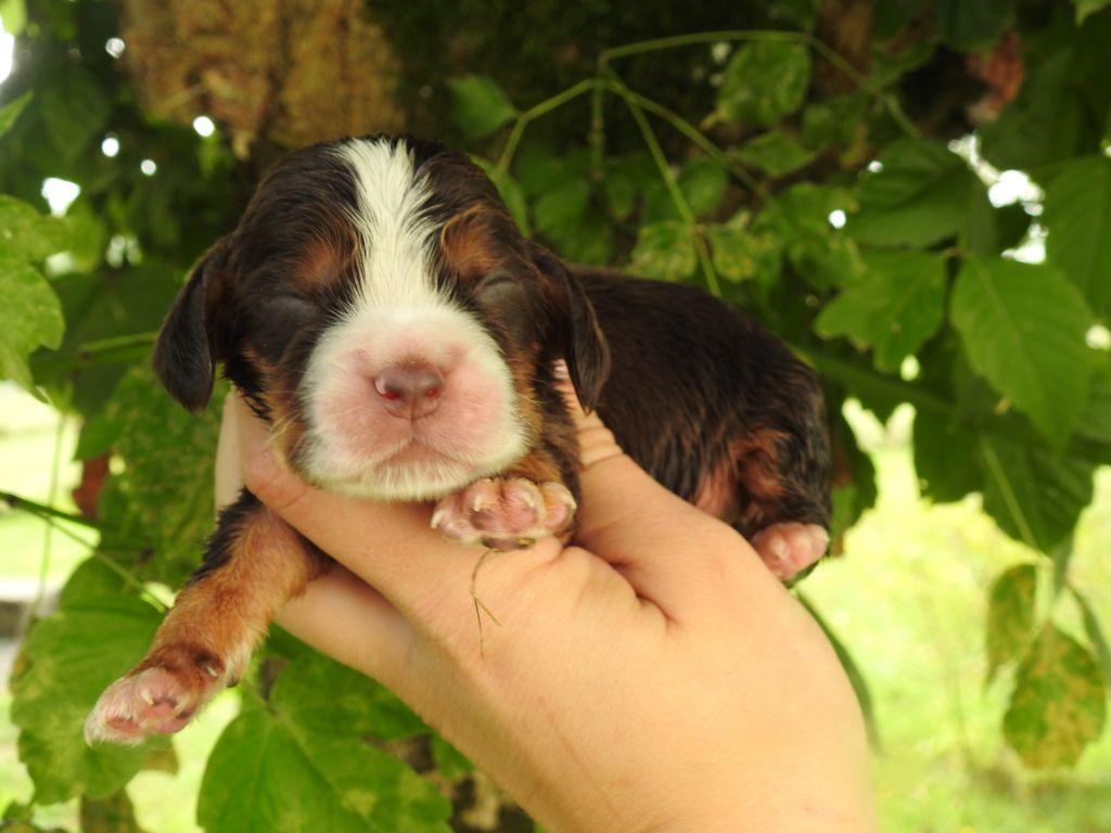 chiot Cocker Spaniel Anglais De L'étang Au Miroir