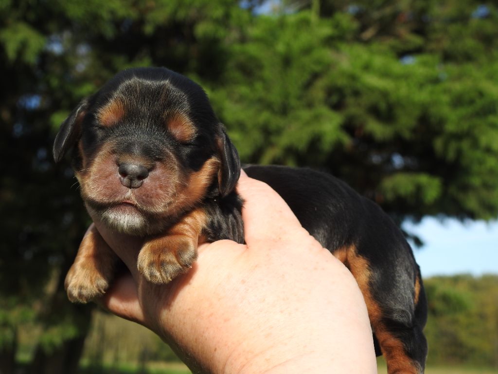 De L'étang Au Miroir - Chiot disponible  - Cocker Spaniel Anglais