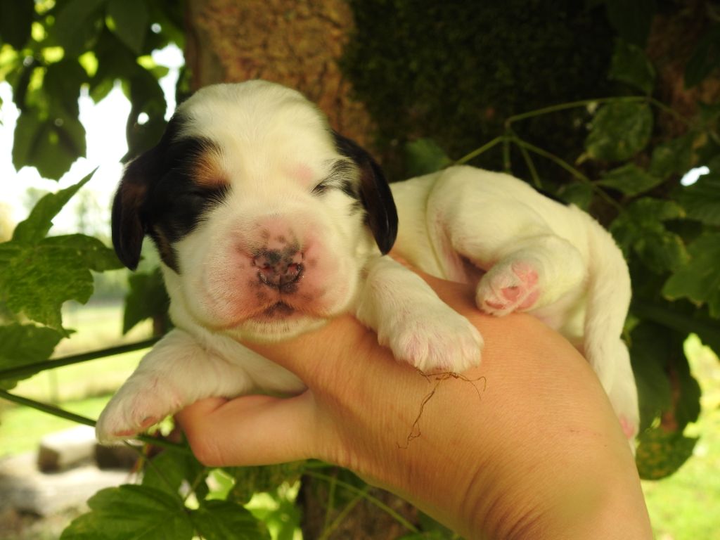 De L'étang Au Miroir - Chiot disponible  - Cocker Spaniel Anglais