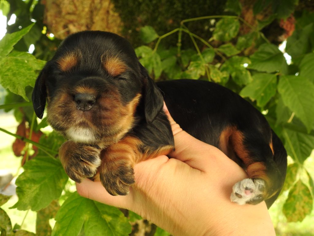 De L'étang Au Miroir - Chiot disponible  - Cocker Spaniel Anglais