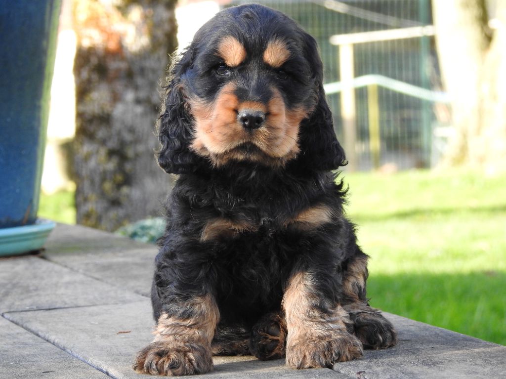 chiot Cocker Spaniel Anglais De L'étang Au Miroir